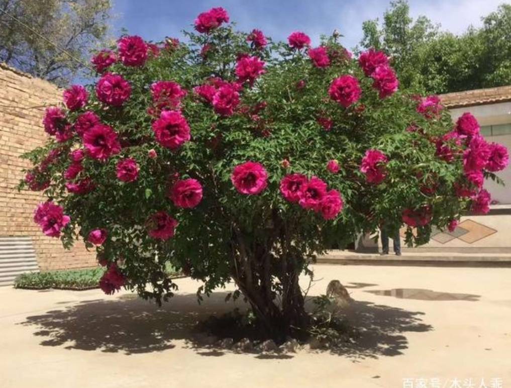 Trồng 1 cây, dưỡng cả đời, 6 cây cảnh điềm lành có tuổi thọ 100 năm, thành vật báu gia truyền - Ảnh 12.