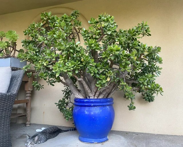 Trồng 1 cây, dưỡng cả đời, 6 cây cảnh điềm lành có tuổi thọ 100 năm, thành vật báu gia truyền - Ảnh 3.