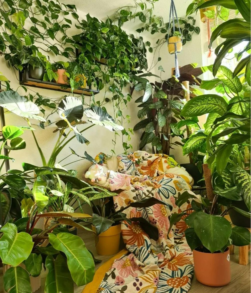 2 vị trí không nên trồng cây cảnh trong nhà, xấu cây, hại người - Ảnh 5.