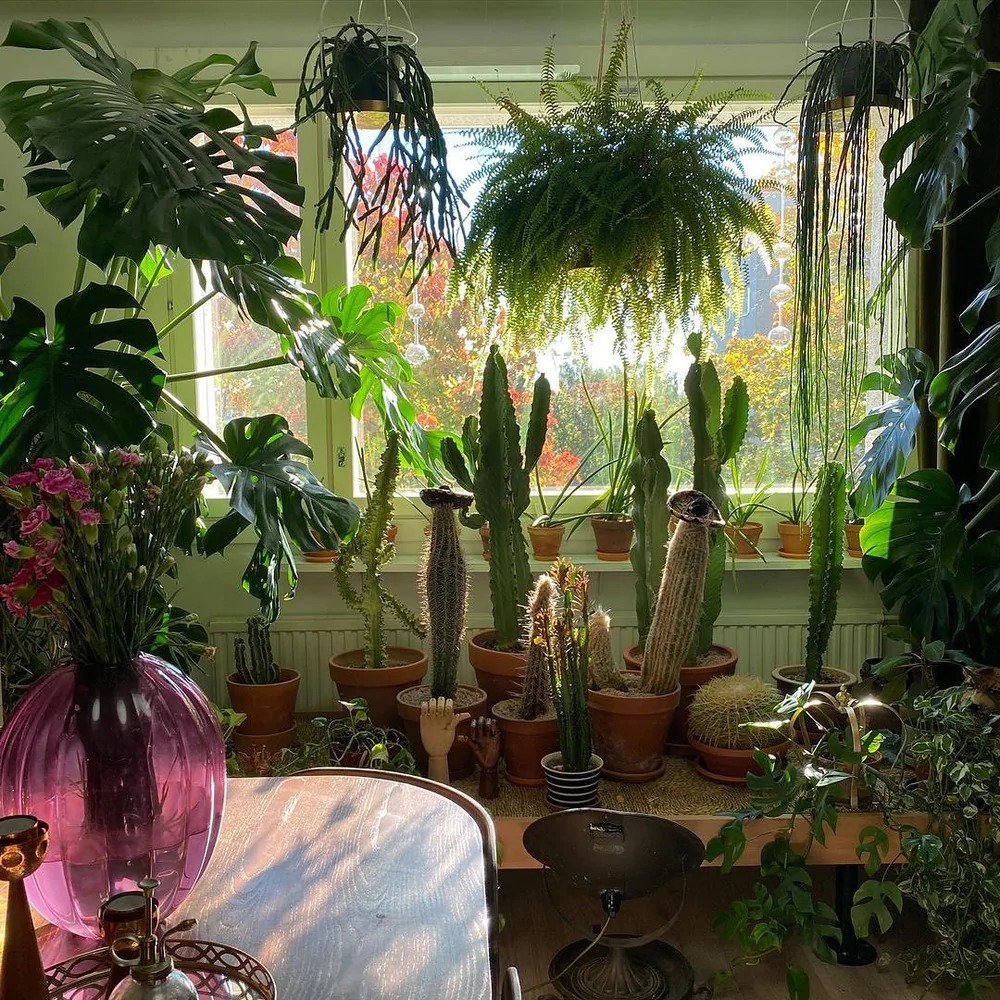 2 vị trí không nên trồng cây cảnh trong nhà, xấu cây, hại người - Ảnh 3.