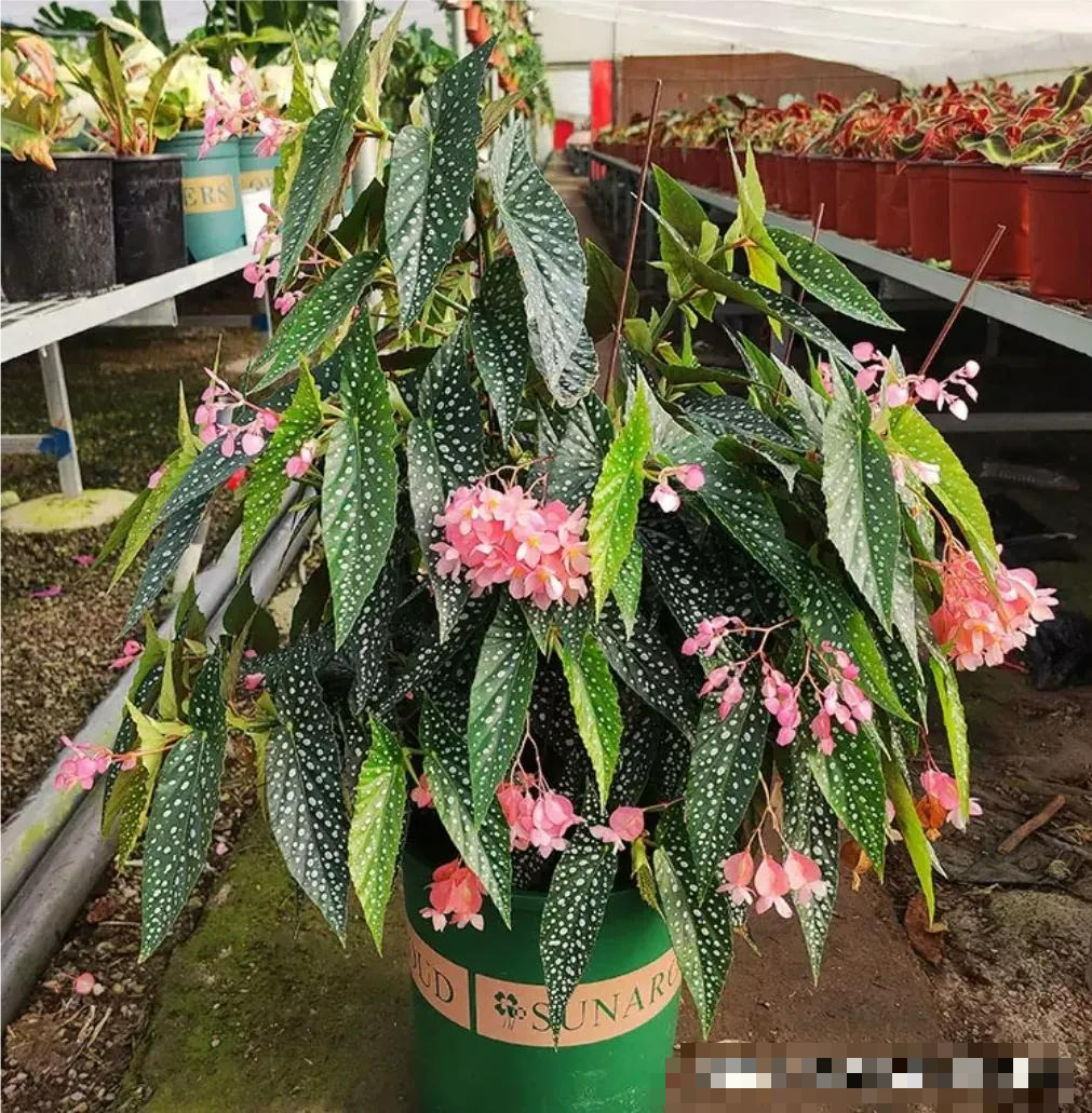 5 cây cảnh lá màu "bảy sắc cầu vồng", đặt 1 chậu trong nhà không cần hoa cũng rực rỡ, tỏa sáng - Ảnh 1.