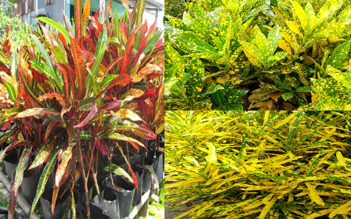 5 cây cảnh lá màu "bảy sắc cầu vồng", đặt 1 chậu trong nhà không cần hoa cũng rực rỡ, tỏa sáng - Ảnh 9.