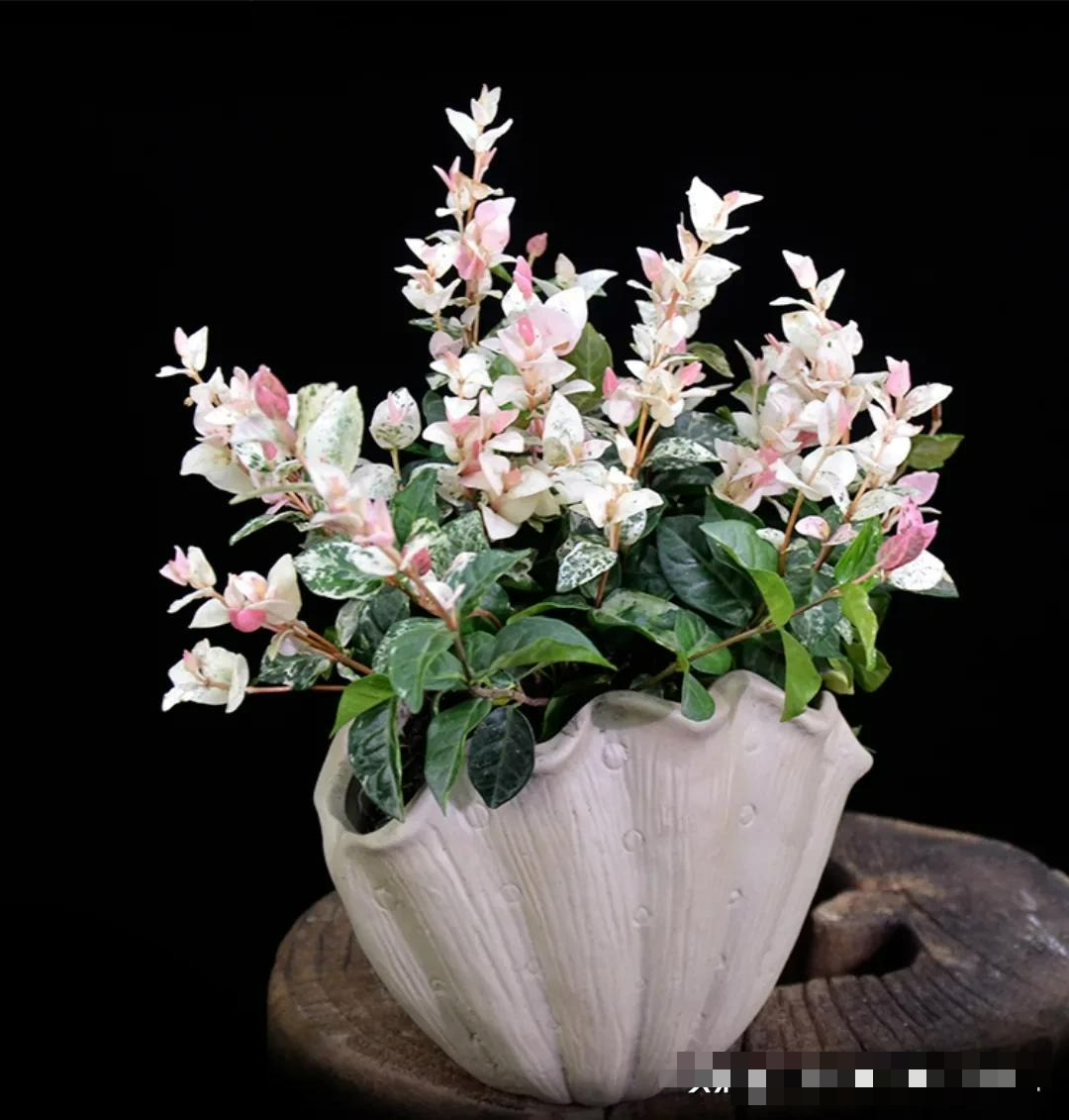 5 cây cảnh lá màu "bảy sắc cầu vồng", đặt 1 chậu trong nhà không cần hoa cũng rực rỡ, tỏa sáng - Ảnh 10.