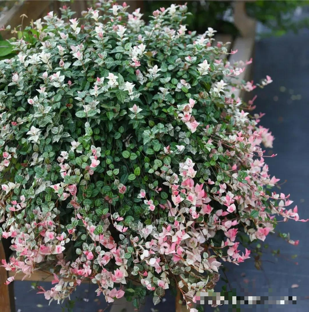 5 cây cảnh lá màu "bảy sắc cầu vồng", đặt 1 chậu trong nhà không cần hoa cũng rực rỡ, tỏa sáng - Ảnh 12.