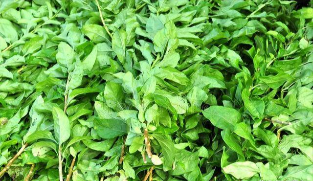 Loại rau dại ít người ăn lại là vị thuốc quý tốt cho gan, nấu thịt bỏ vừa ngon vừa bổ - Ảnh 3.