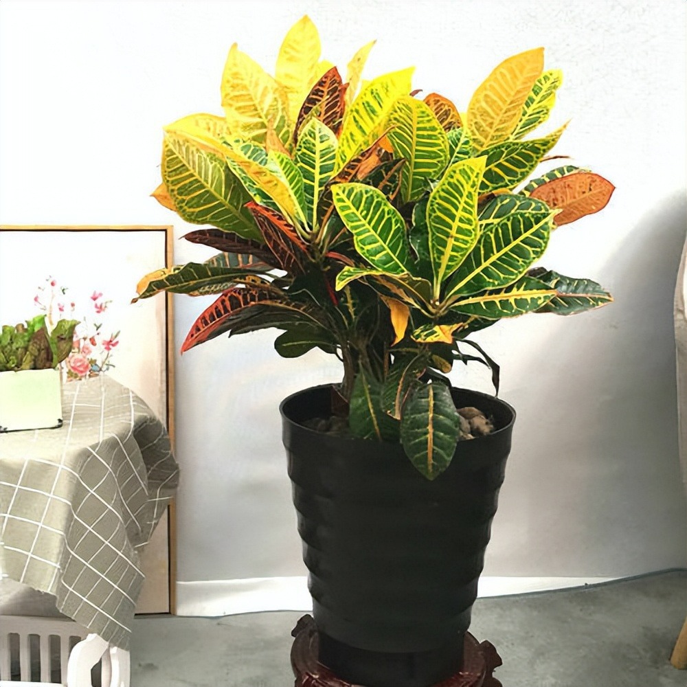 5 cây cảnh lá màu "bảy sắc cầu vồng", đặt 1 chậu trong nhà không cần hoa cũng rực rỡ, tỏa sáng - Ảnh 7.