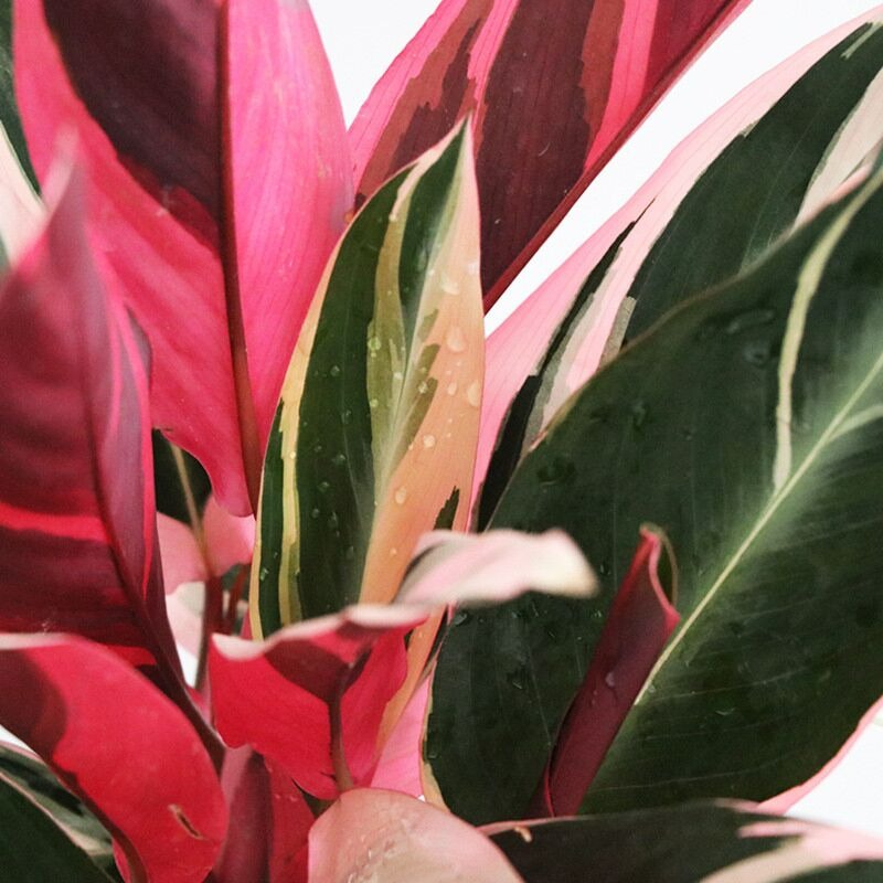 5 cây cảnh lá màu "bảy sắc cầu vồng", đặt 1 chậu trong nhà không cần hoa cũng rực rỡ, tỏa sáng - Ảnh 14.