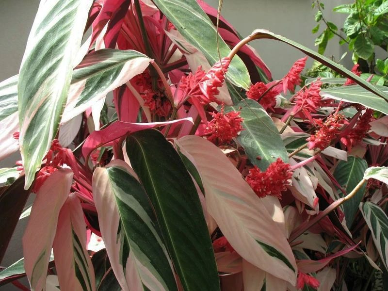 5 cây cảnh lá màu "bảy sắc cầu vồng", đặt 1 chậu trong nhà không cần hoa cũng rực rỡ, tỏa sáng - Ảnh 15.