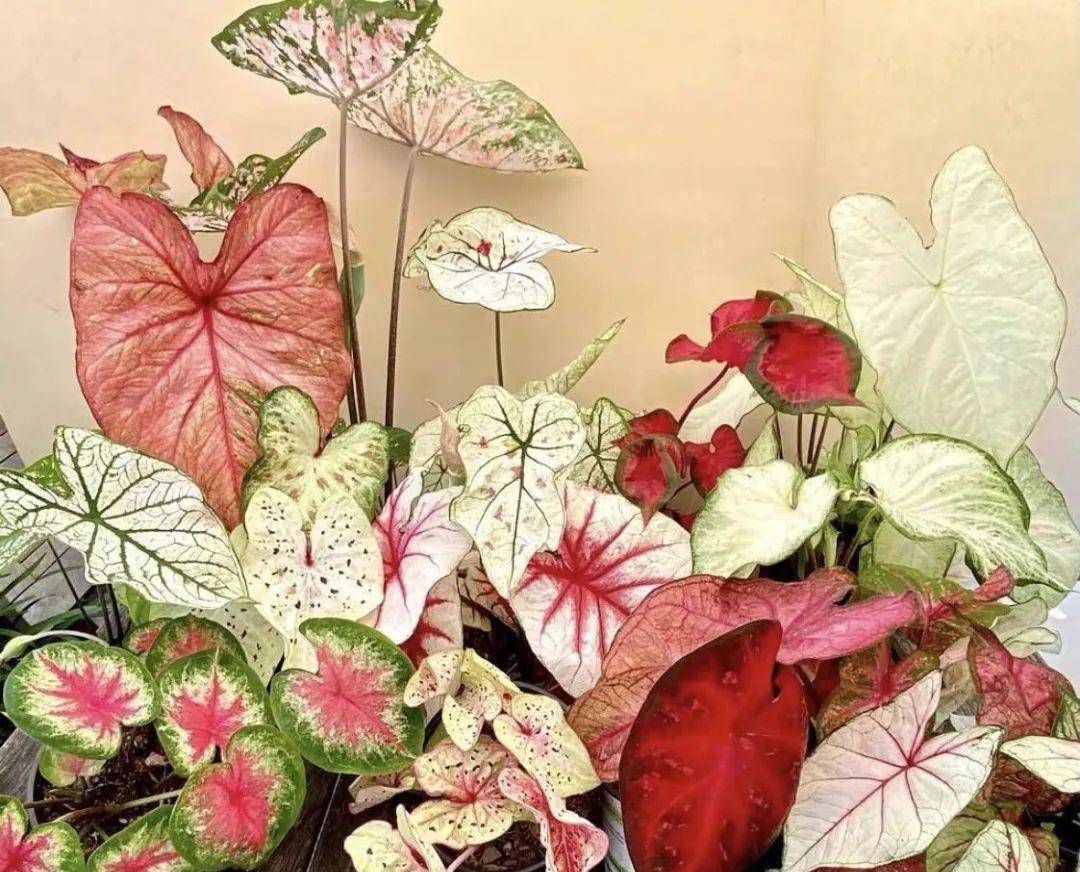 5 cây cảnh lá màu "bảy sắc cầu vồng", đặt 1 chậu trong nhà không cần hoa cũng rực rỡ, tỏa sáng - Ảnh 5.