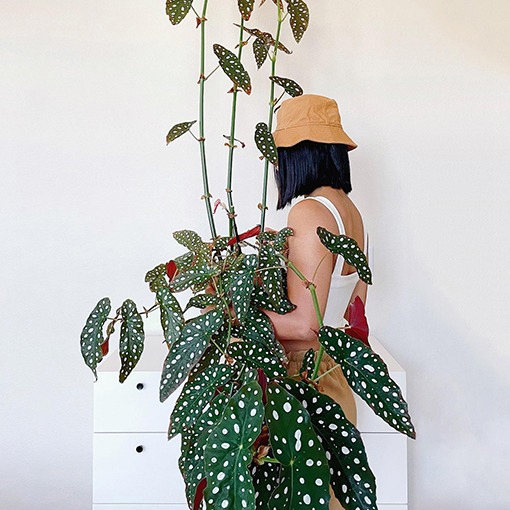 5 cây cảnh lá màu "bảy sắc cầu vồng", đặt 1 chậu trong nhà không cần hoa cũng rực rỡ, tỏa sáng - Ảnh 3.