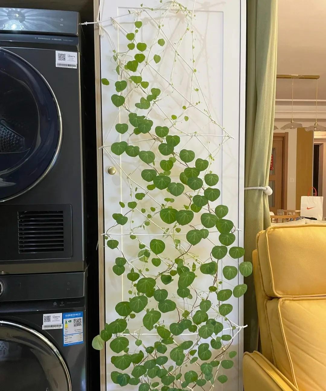 Mùa hè, trồng ngay 5 cây cảnh "rèm cửa", mới lạ, đẹp mắt, xanh tươi, mát rượi, càng nhìn càng thích - Ảnh 7.