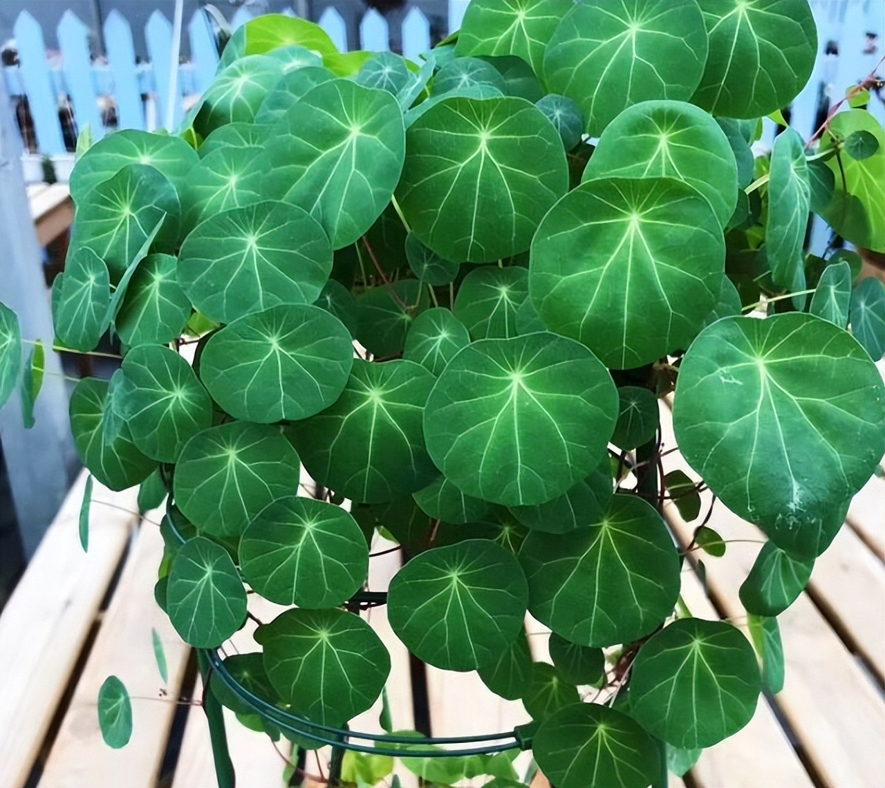 Mùa hè, trồng ngay 5 cây cảnh "rèm cửa", mới lạ, đẹp mắt, xanh tươi, mát rượi, càng nhìn càng thích - Ảnh 5.