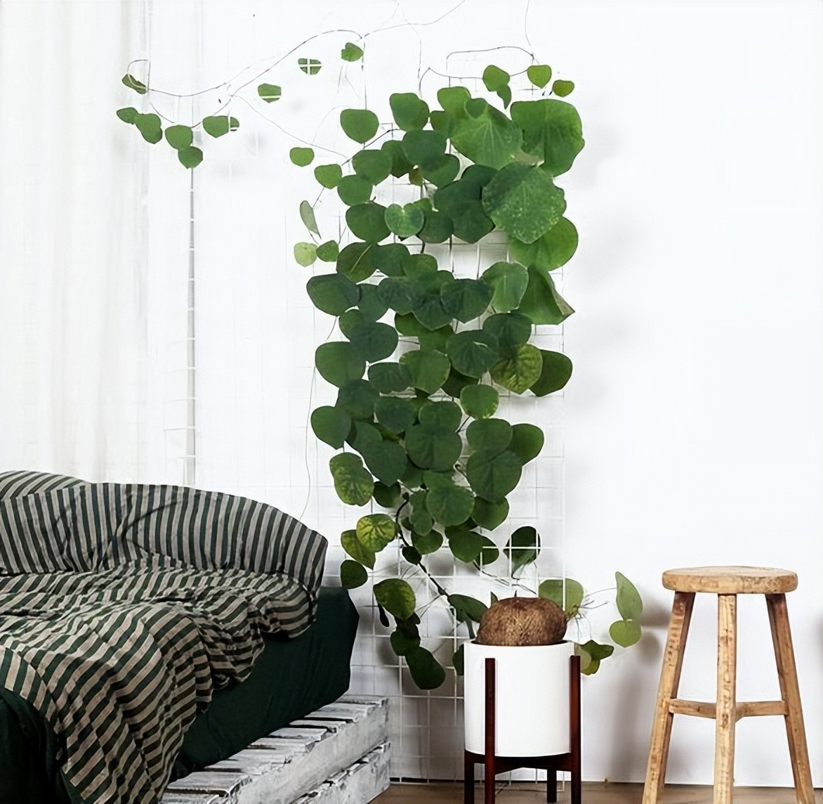 Mùa hè, trồng ngay 5 cây cảnh "rèm cửa", mới lạ, đẹp mắt, xanh tươi, mát rượi, càng nhìn càng thích - Ảnh 6.