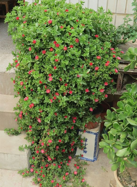 Mùa hè, trồng ngay 5 cây cảnh "rèm cửa", mới lạ, đẹp mắt, xanh tươi, mát rượi, càng nhìn càng thích - Ảnh 2.