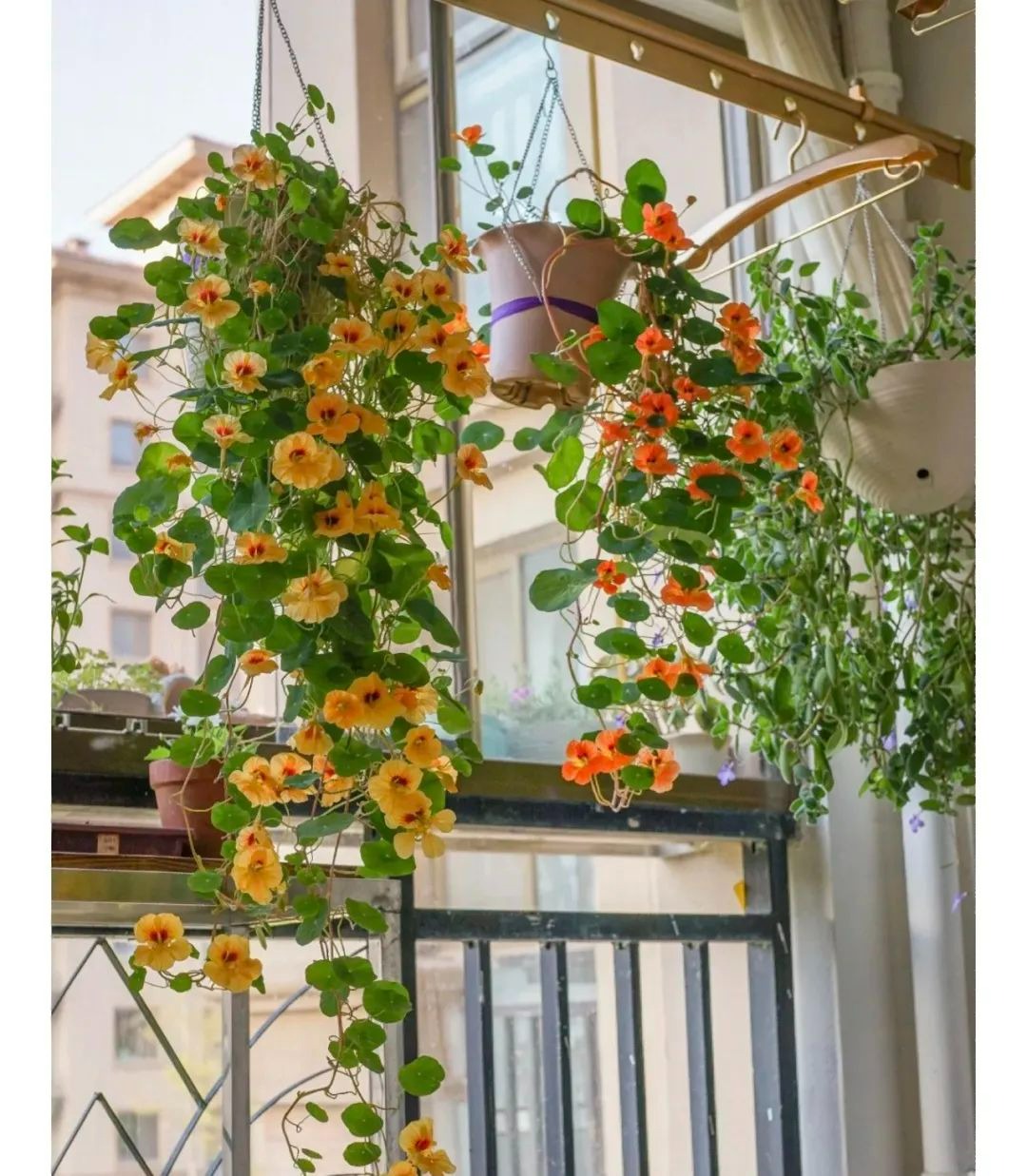 Mùa hè, trồng ngay 5 cây cảnh "rèm cửa", mới lạ, đẹp mắt, xanh tươi, mát rượi, càng nhìn càng thích - Ảnh 8.