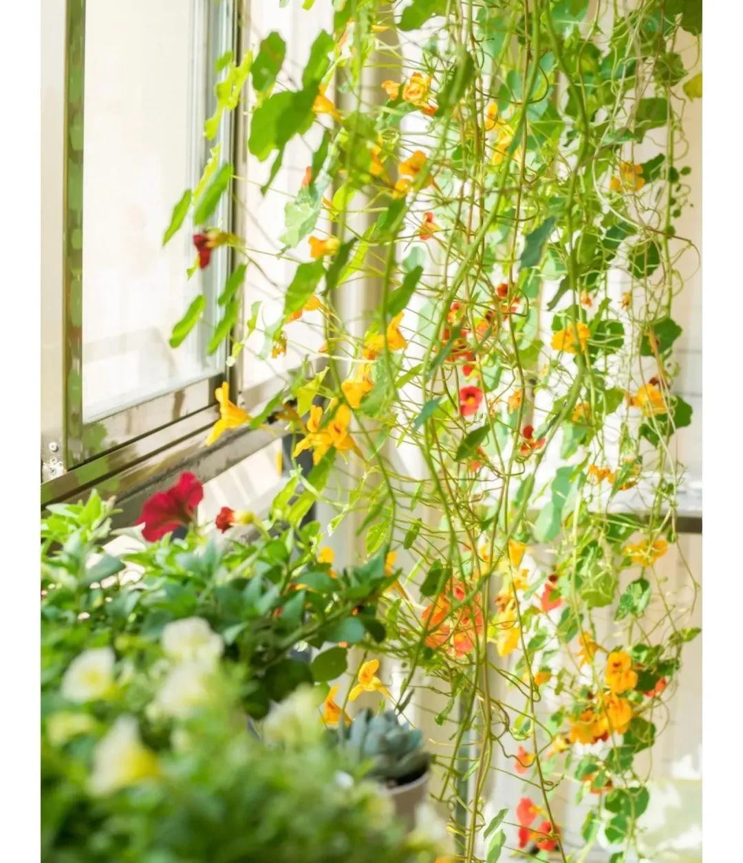 Mùa hè, trồng ngay 5 cây cảnh "rèm cửa", mới lạ, đẹp mắt, xanh tươi, mát rượi, càng nhìn càng thích - Ảnh 9.