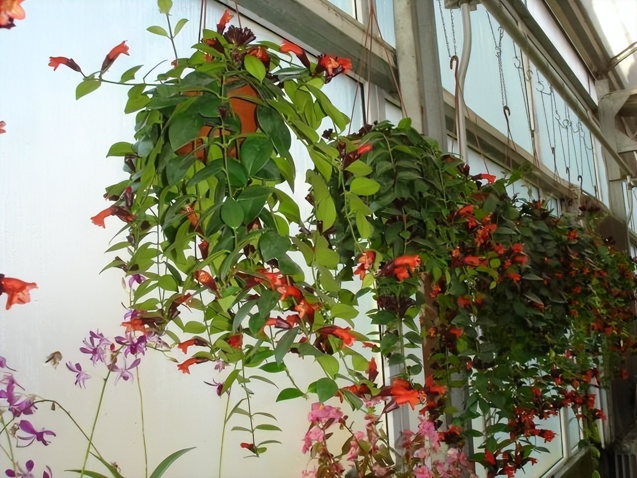 Mùa hè, trồng ngay 5 cây cảnh "rèm cửa", mới lạ, đẹp mắt, xanh tươi, mát rượi, càng nhìn càng thích - Ảnh 4.