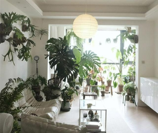 Đặt cây cảnh cát tường ở 2 vị trí tài vị này, Thần Tài không mời cũng đến, càng nuôi càng phú - Ảnh 1.