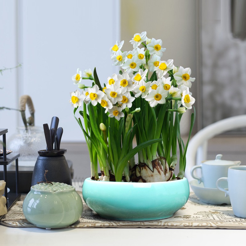 Đặt cây cảnh cát tường ở 2 vị trí tài vị này, Thần Tài không mời cũng đến, càng nuôi càng phú - Ảnh 4.