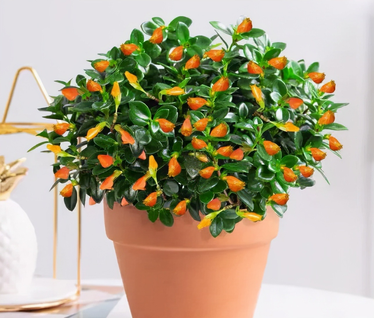 Trồng cây cảnh được... cá vàng, 4 lưu ý để "đàn cá" của bạn tươi vàng, rực rỡ, gia đình làm ăn dư dả - Ảnh 5.