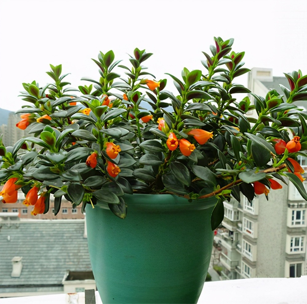 Trồng cây cảnh được... cá vàng, 4 lưu ý để "đàn cá" của bạn tươi vàng, rực rỡ, gia đình làm ăn dư dả - Ảnh 4.