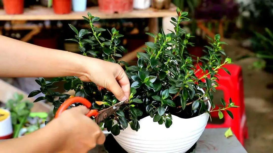 Trồng cây cảnh được... cá vàng, 4 lưu ý để "đàn cá" của bạn tươi vàng, rực rỡ, gia đình làm ăn dư dả - Ảnh 8.