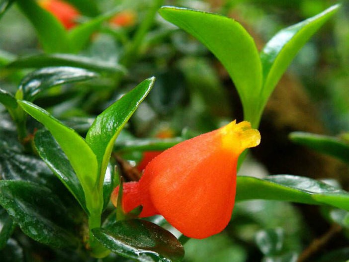 Trồng cây cảnh được... cá vàng, 4 lưu ý để "đàn cá" của bạn tươi vàng, rực rỡ, gia đình làm ăn dư dả - Ảnh 3.