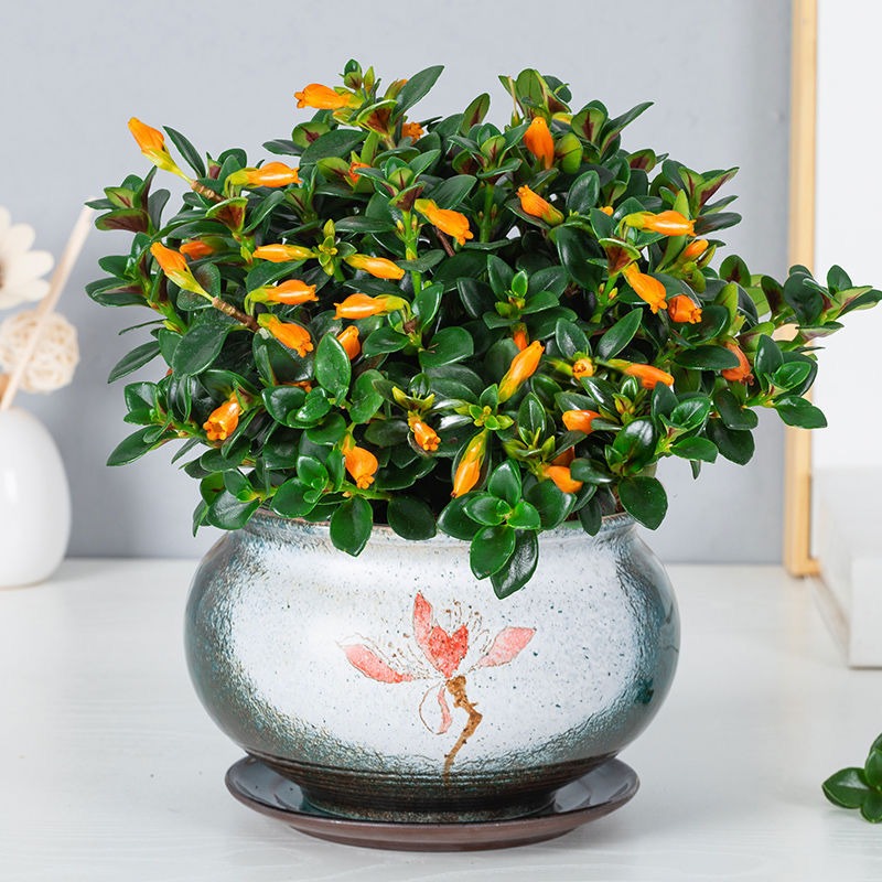 Trồng cây cảnh được... cá vàng, 4 lưu ý để "đàn cá" của bạn tươi vàng, rực rỡ, gia đình làm ăn dư dả - Ảnh 7.