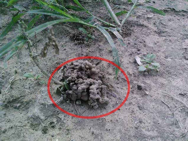 5 loại rác lặt vặt ven đường chẳng ai thèm, nhưng nhặt về trồng hoa lại là “bảo bối” - Ảnh 5.