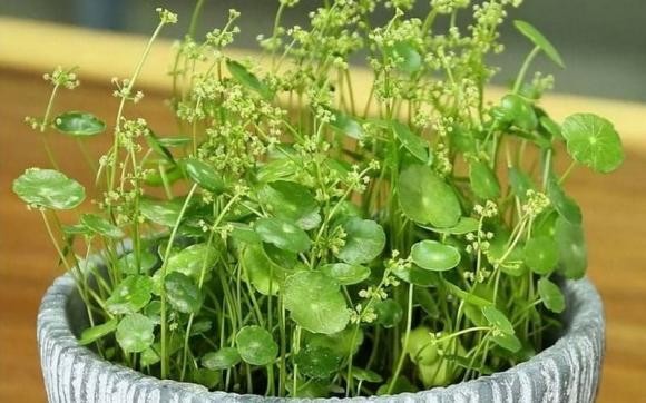 Nhà xuất hiện điều này tưởng chuyện vui, hóa ra là điềm báo tai ương - Ảnh 3. Nhà xuất hiện điều này tưởng chuyện vui, hóa ra là điềm báo tai ương - Ảnh 3.
