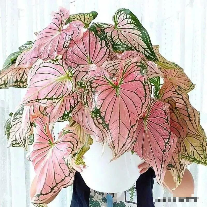 Nhà nhỏ mấy cũng cần trồng 5 cây cảnh này, lá đẹp hơn hoa, không khí sạch bong kin kít - Ảnh 7.