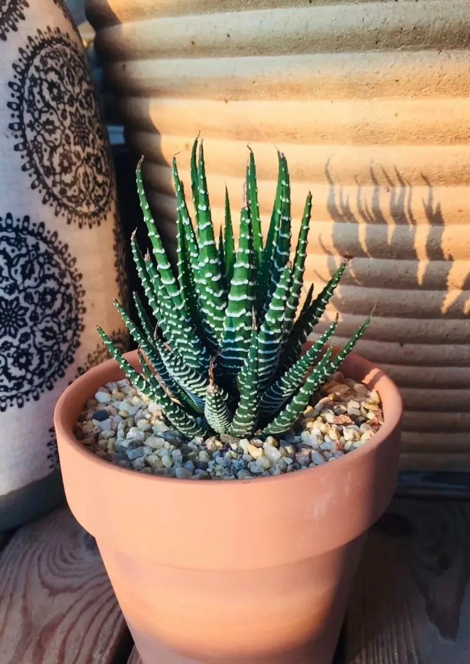 Nhà nhỏ mấy cũng cần trồng 5 cây cảnh này, lá đẹp hơn hoa, không khí sạch bong kin kít - Ảnh 9.