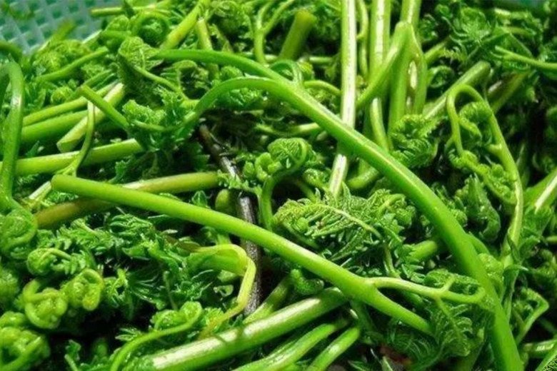 Loại cây có ngọn cong như con tôm được ví là “rau trường thọ”, Việt Nam có đầy mà ít người biết ăn - Ảnh 9.