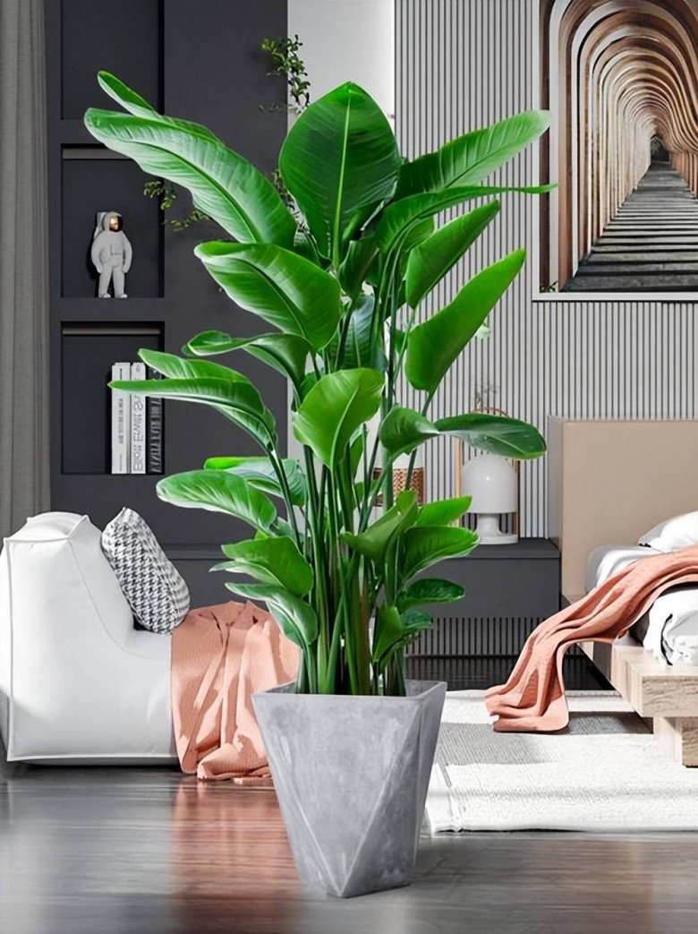 4 loại hoa người giàu chê nhưng người nghèo lại coi như “báu vật”, xem trong nhà bạn có không thì bỏ đi - Ảnh 4.