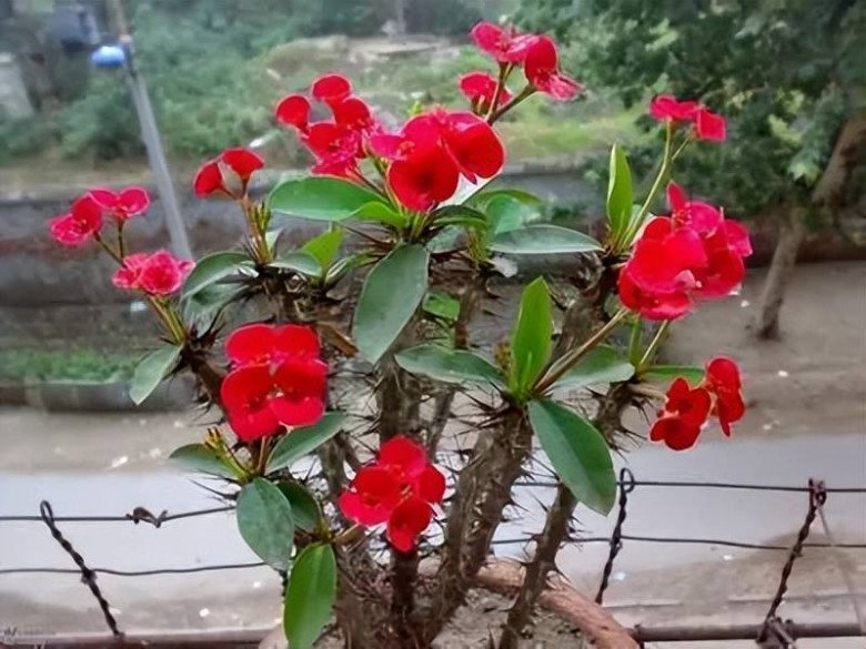 4 loại hoa người giàu chê nhưng người nghèo lại coi như “báu vật”, xem trong nhà bạn có không thì bỏ đi - Ảnh 2.