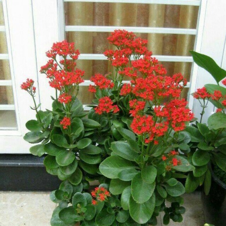 Trước cổng có 5 loại hoa này vừa đẹp vừa gọi lộc, nhà nào trồng không giàu sang cũng hạnh phúc viên mãn - Ảnh 2.