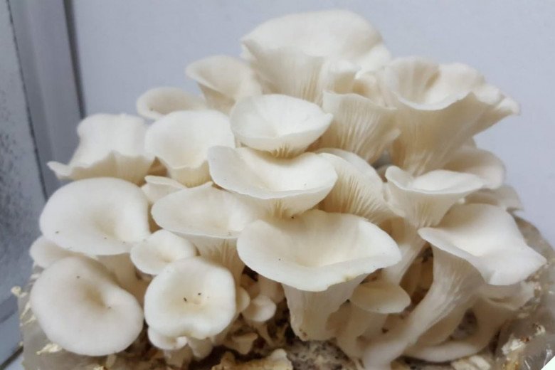 Loại rau bắt buộc phải chần trước khi ăn, vì sức khỏe gia đình bạn, lười đến mấy cũng đừng bỏ qua bước này - Ảnh 6.