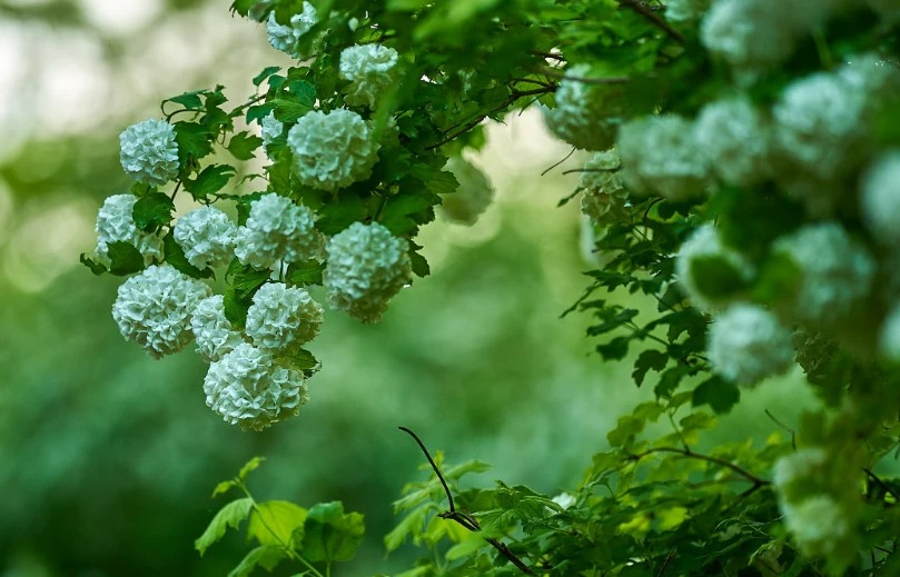 3 cây cảnh tốt lành, cải thiện không khí, vượng vận may mắn cho gia đình, con cháu thịnh vượng - Ảnh 6.