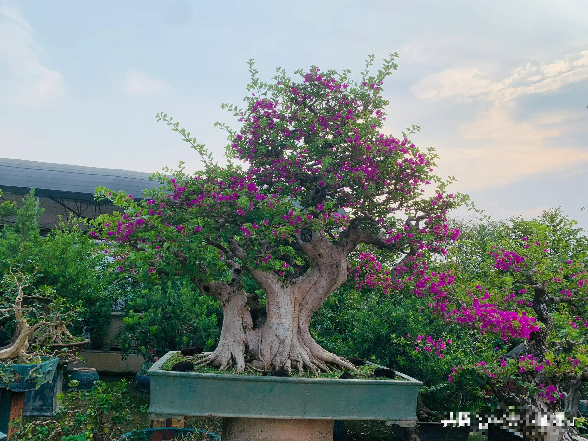 Đại gia thích trồng 4 cây cảnh vượng tài, rực rỡ, sang chảnh, tuổi thọ trăm năm, ba đời phú quý - Ảnh 6.