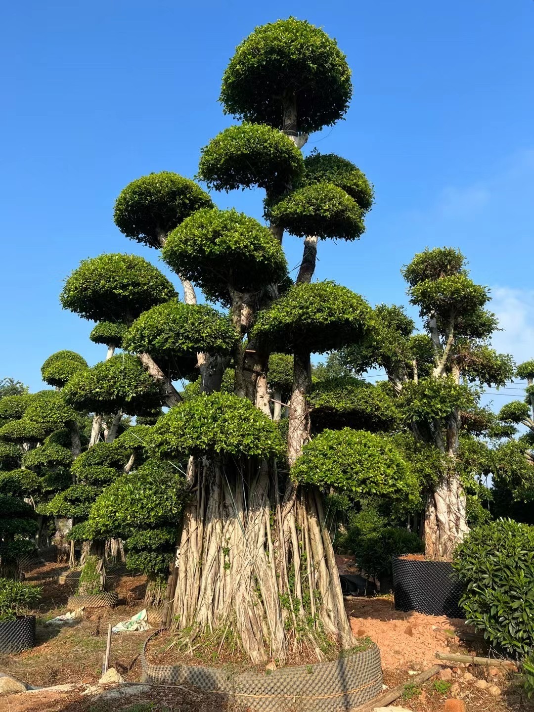 Đại gia thích trồng 4 cây cảnh vượng tài, rực rỡ, sang chảnh, tuổi thọ trăm năm, ba đời phú quý - Ảnh 4.