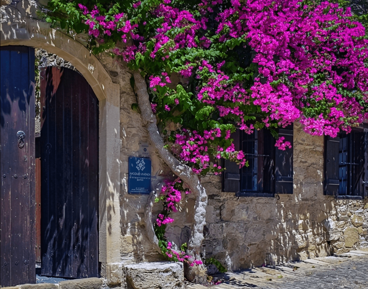 Đại gia thích trồng 4 cây cảnh vượng tài, rực rỡ, sang chảnh, tuổi thọ trăm năm, ba đời phú quý - Ảnh 7.