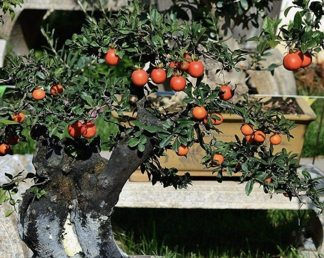 Đại gia thích trồng 4 cây cảnh vượng tài, rực rỡ, sang chảnh, tuổi thọ trăm năm, ba đời phú quý - Ảnh 8.