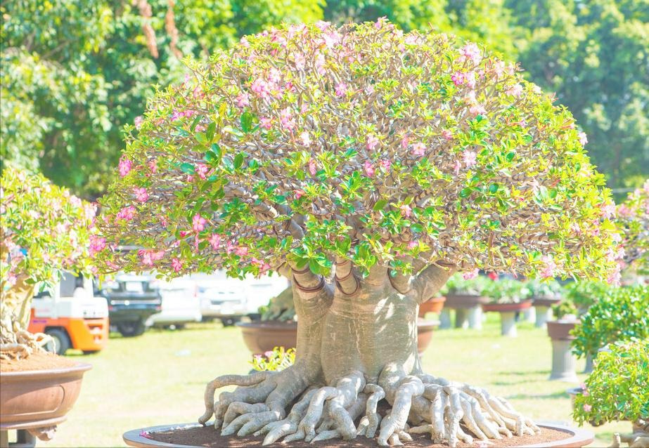 Đại gia thích trồng 4 cây cảnh vượng tài, rực rỡ, sang chảnh, tuổi thọ trăm năm, ba đời phú quý - Ảnh 2.