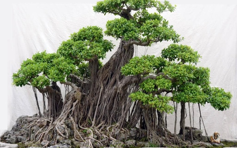 Đại gia thích trồng 4 cây cảnh vượng tài, rực rỡ, sang chảnh, tuổi thọ trăm năm, ba đời phú quý - Ảnh 5.