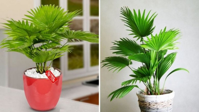 Loại cây này vừa là “máy in tiền” vừa là “điều hòa mini”, không những hút tài lộc còn giúp giảm nhiệt độ trong phòng - Ảnh 6.
