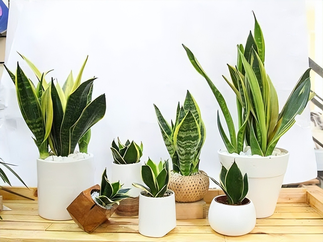 Loại cây này vừa là “máy in tiền” vừa là “điều hòa mini”, không những hút tài lộc còn giúp giảm nhiệt độ trong phòng - Ảnh 2.