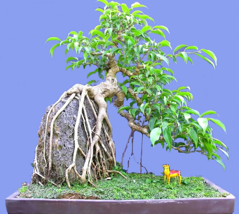 Loại cây này vừa là “máy in tiền” vừa là “điều hòa mini”, không những hút tài lộc còn giúp giảm nhiệt độ trong phòng - Ảnh 4.