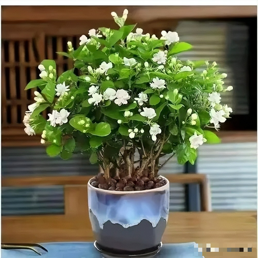 7 cây cảnh "nghén chua", mỗi tháng 1 cốc nước chua tự chế, mùa hè hoa nở rực rỡ, vỡ chậu - Ảnh 4.