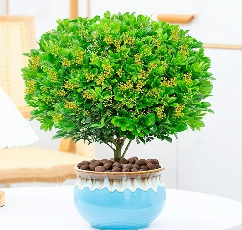 7 cây cảnh "nghén chua", mỗi tháng 1 cốc nước chua tự chế, mùa hè hoa nở rực rỡ, vỡ chậu - Ảnh 12.