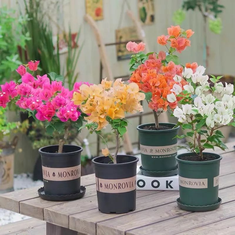 7 cây cảnh "nghén chua", mỗi tháng 1 cốc nước chua tự chế, mùa hè hoa nở rực rỡ, vỡ chậu - Ảnh 5.